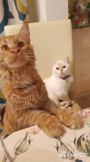 Мейн-кун вязка