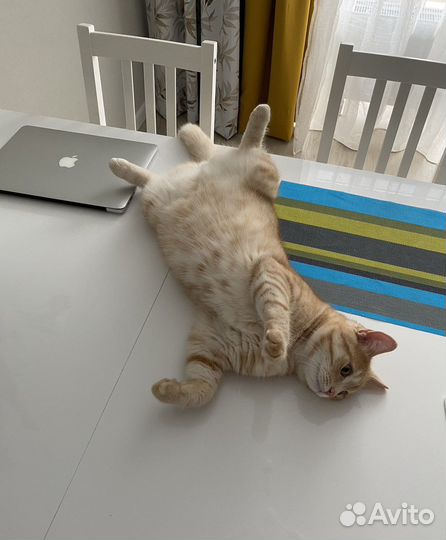 Apple MacBook Air 13 2012