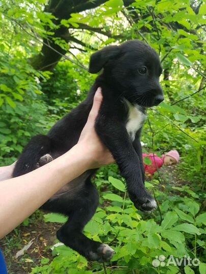 Щенки бесплатно