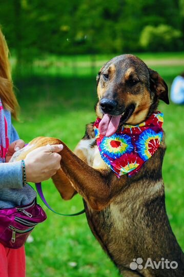 Добрый ласковый пес ищет дом