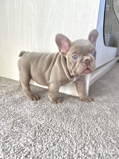 Мальчик Isabella Newshade