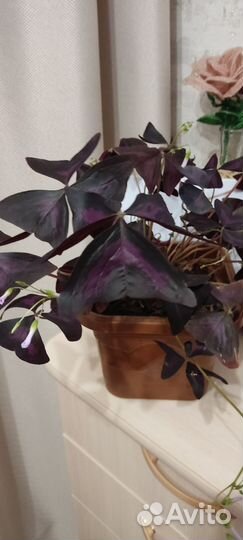 Кислица оксалис