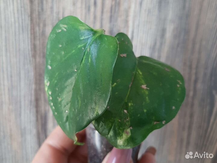 Эпипремнумы