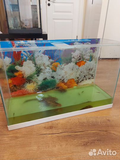 Аквариум с рыбками
