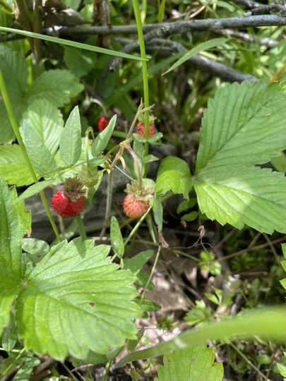 Участок 10 сот. (СНТ, ДНП)