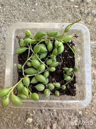 Крестовник