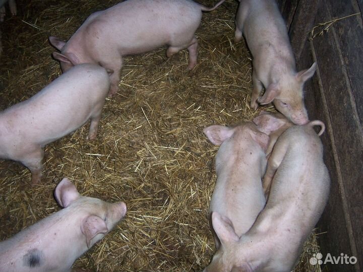 Поросята