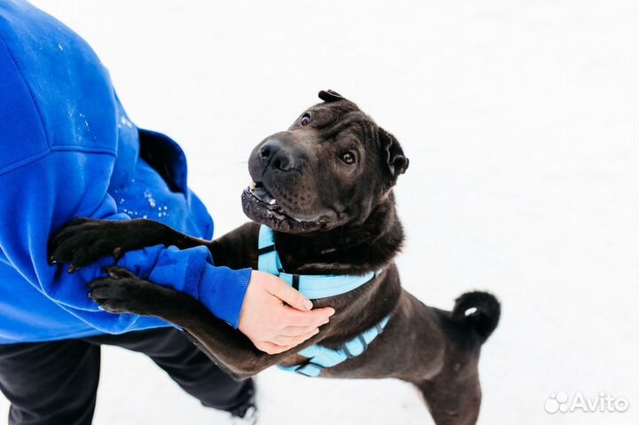 Шарпей Волик