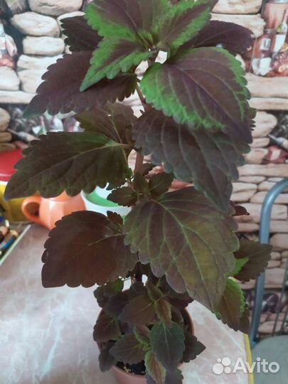 Колеусы вегетативные