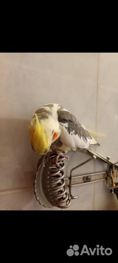 Ручной самец Кореллы