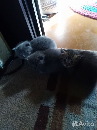 Отдам бесплатно