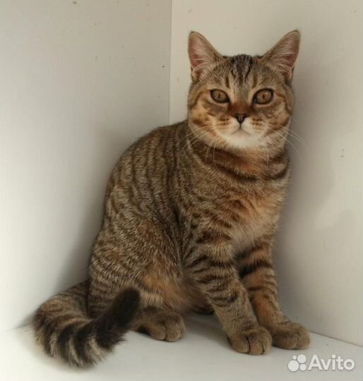 Шотландские прямоухие котята