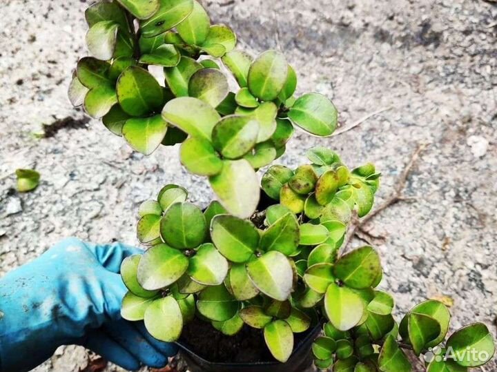 Лигуструм Бирючина кучерявая вечнозеленая