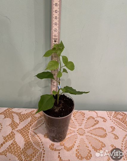 Бугенвиллея