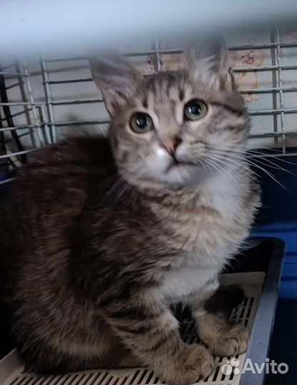 Котёнок Симон (мальчик)