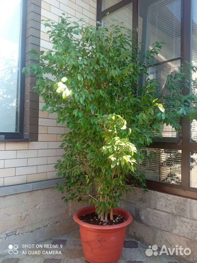 Бенджамина