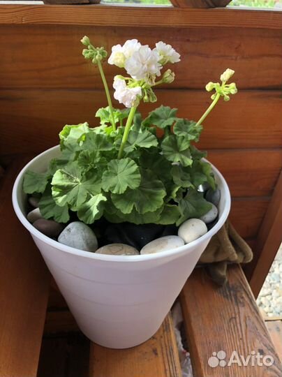 Пеларгония герань сорт dovepoint