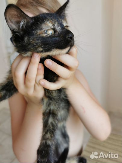 Котенок 4 месяца