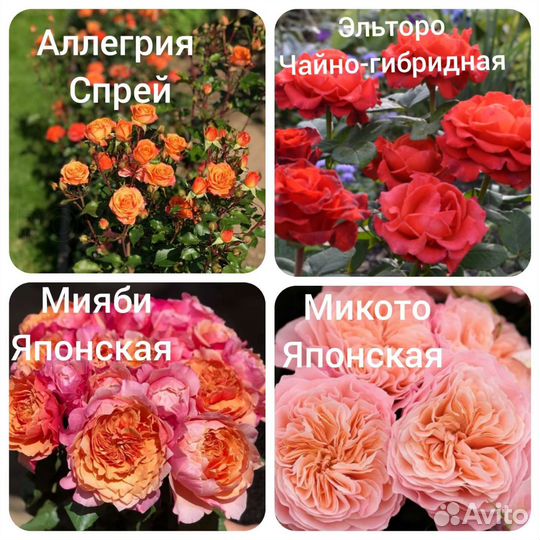 Саженцы роз