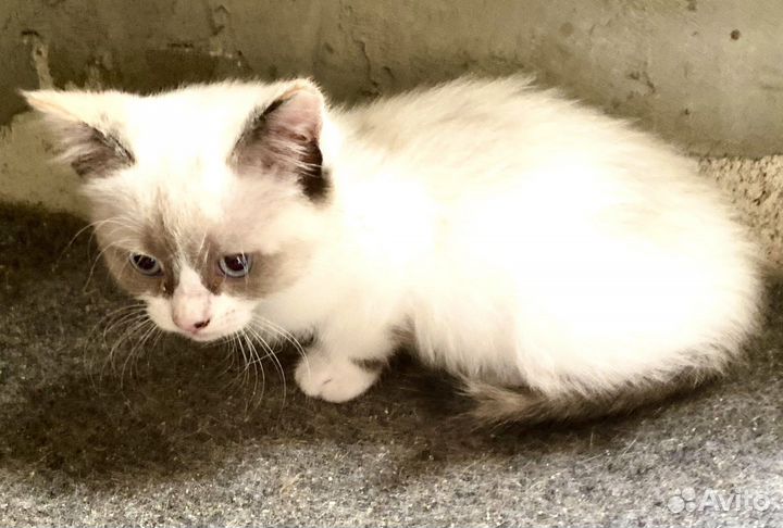 Кошка в дар