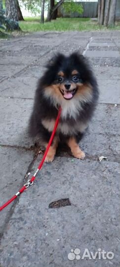 Померанский шпиц