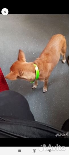 Щенки от маленькой собачки