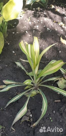 Юкка нитчатая голден сворт