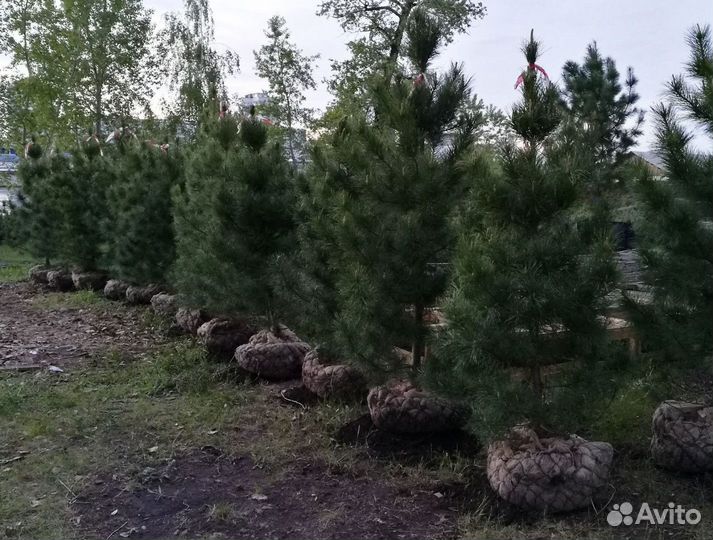 Саженцы сибирского кедра экстра класс