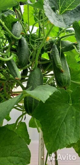 Стеклянная банка 3л