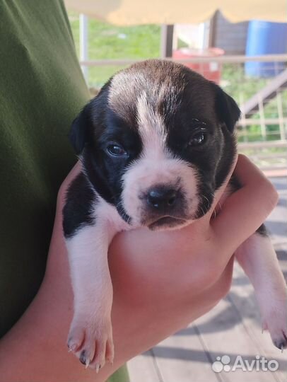 Стаффордширский терьер