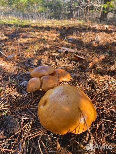 Свежие маслята грибы сбор
