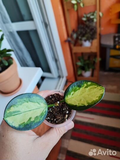 Хойя и дисхидия