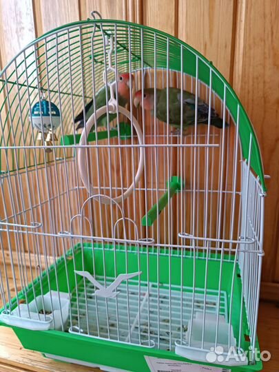 Попугай неразлучники с клеткой