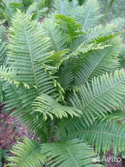 Папоротник Кедр мира саженцы 7 лет чесноко-лук