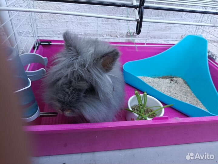 Декоративный кролик мальчик