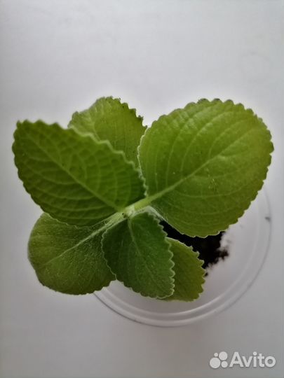 Комнатная мята (плектрантус)