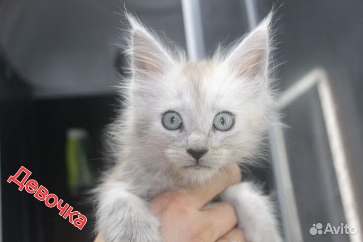 Котята мейн-кун