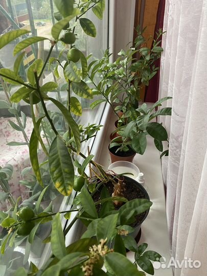 Лимонное дерево привитое