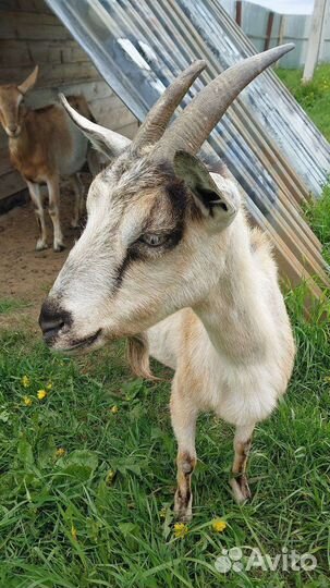 Козы дойные