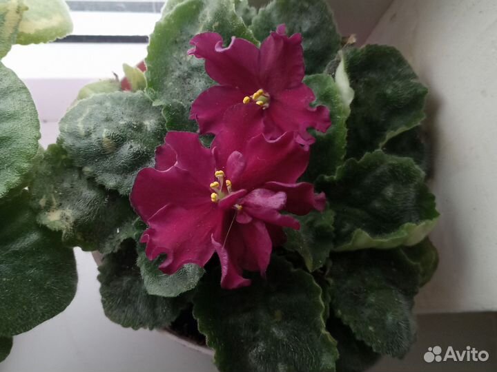 Комнатные цветы