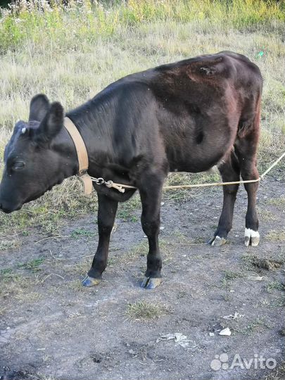 Телята телочки