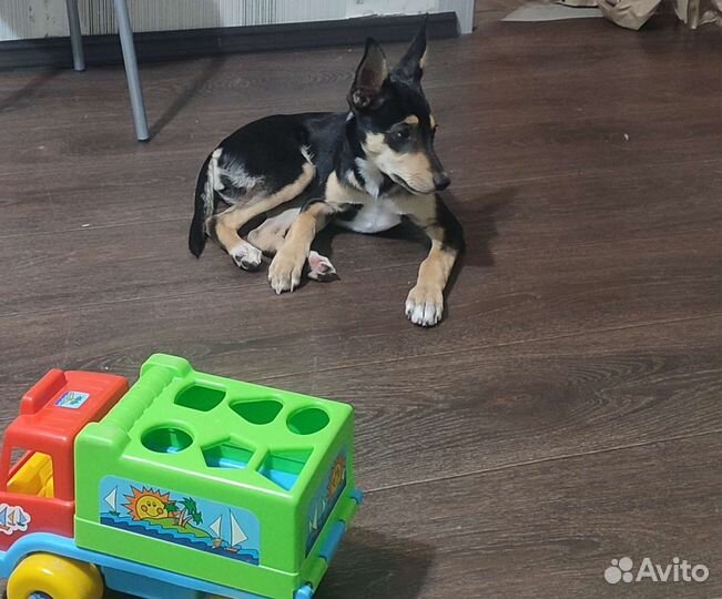 Щенок (сука) в добрые руки отдам бесплатно