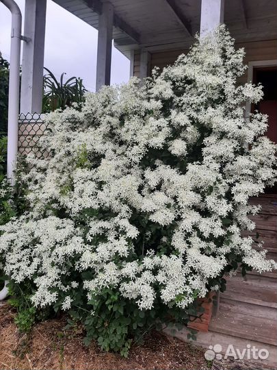 Клематис мелкоцветковый