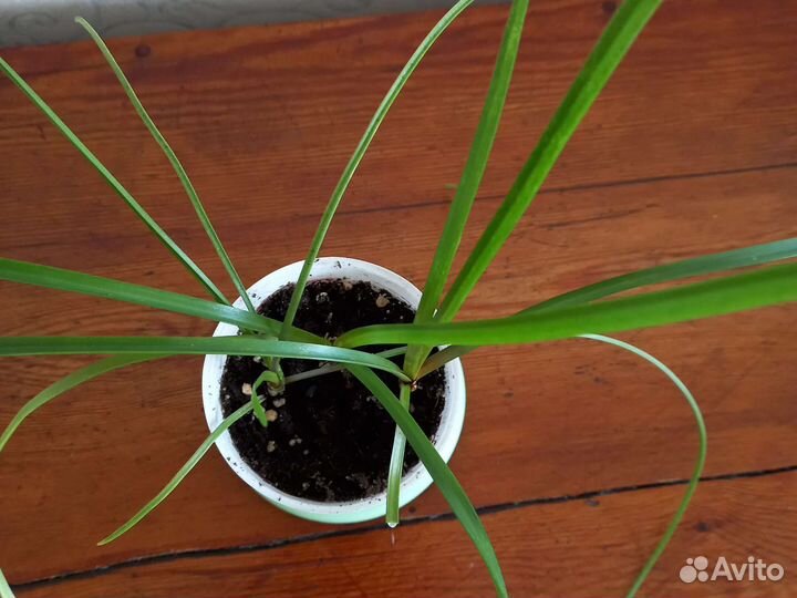 Зефирантес розовый