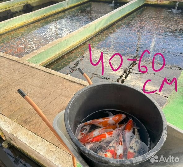 Карпы Кои: 40-60см Прудовые рыбы