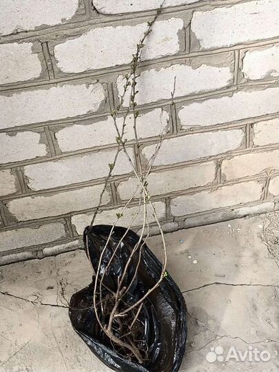 Айва японская