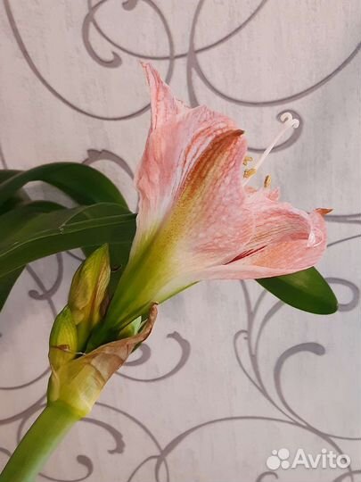 Гиппеаструм амараллис (лилия комнатная)