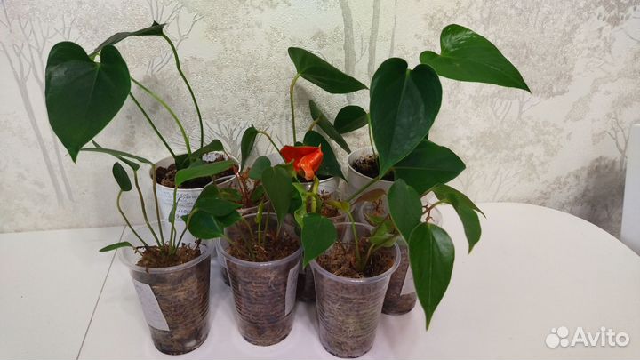 Антуриумы детки