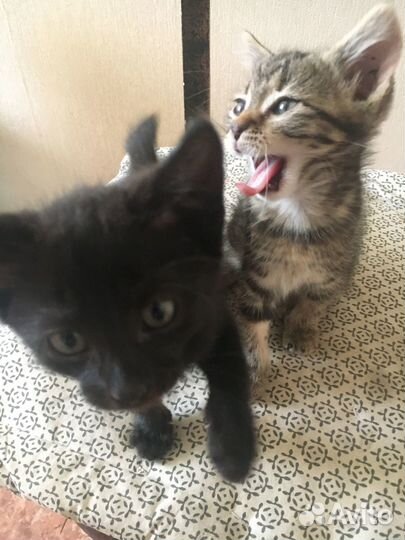 Котята в добрые руки мальчики