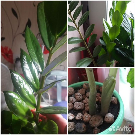 Замиокулькас